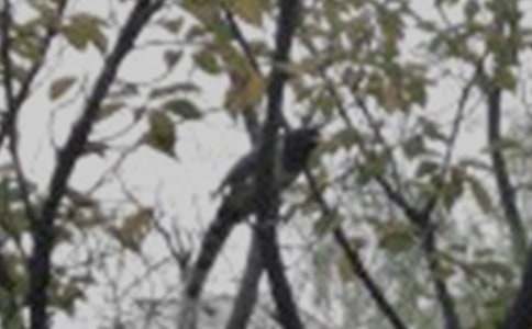 (��ѡ)����һֻС������500��23ƪ