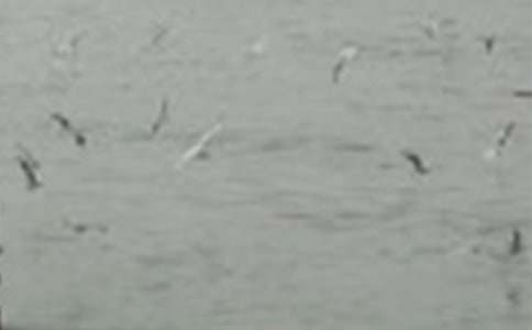 [��ѡ]С����������4ƪ