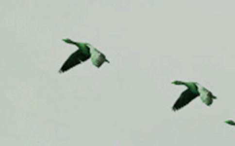 �ҵĶ�������С������