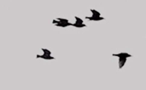 ɭ�����С��ʹ���˯ǰ����