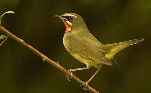 С���ͯ������