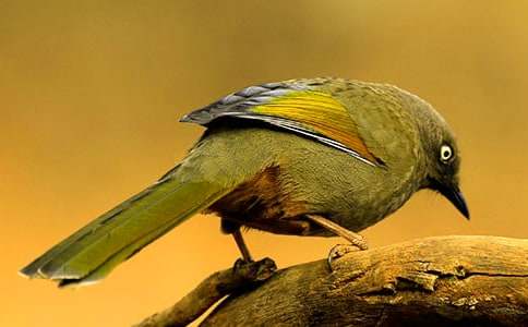 �а����Խ̰���������С��