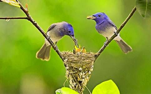 关于小鸟历险记二年级作文4篇