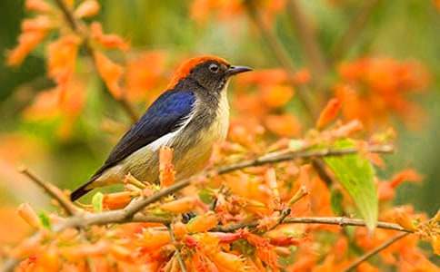 ����Ʒ�����꼶С���������ƪ