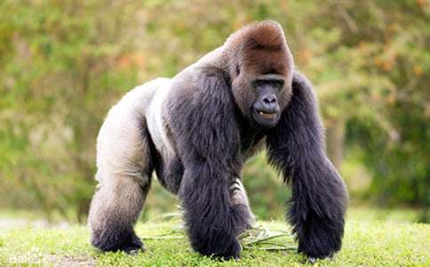 大猩猩的友情出租睡前故事