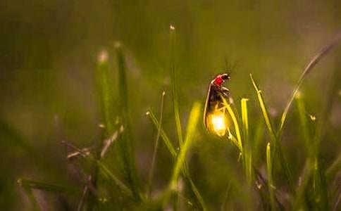 ����һֻө�������4ƪ���Ƽ���