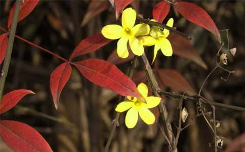 �ҵ�ֲ�����ѡ���ӭ��������