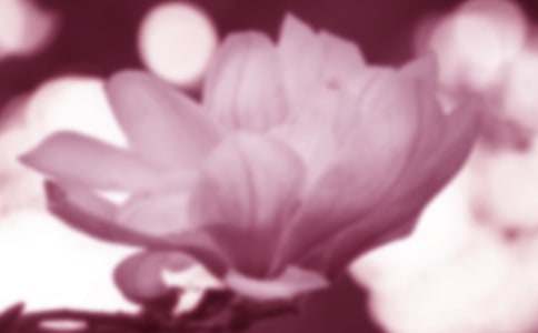 我的植物朋友玉兰花作文