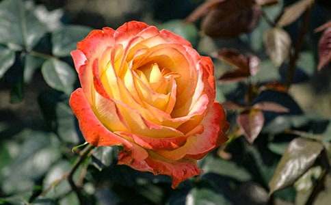 �ҵ�ֲ�������¼�������(�Ƽ�)