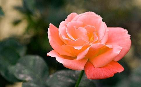 月季花作文500字3篇