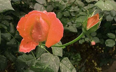 月季花作文通用15篇