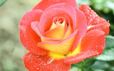 关于月季花三年级作文三篇