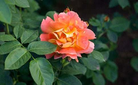 �����¼������꼶������ƪ