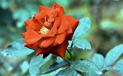 关于月季花三年级作文4篇