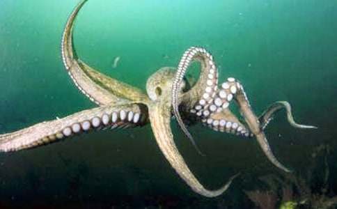 小章鱼的八只手睡前故事