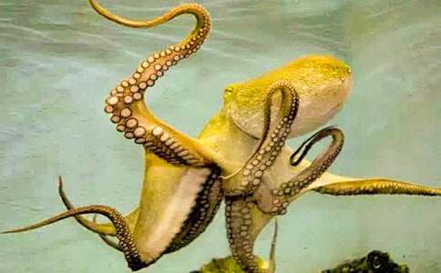 自私的章鱼睡前故事