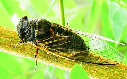 有才的知了睡前故事