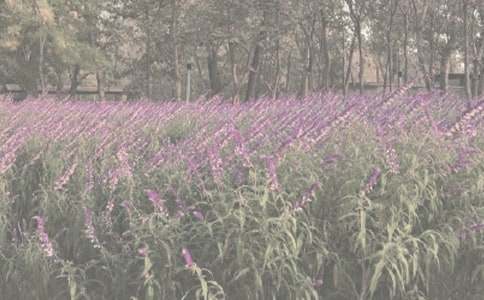 美丽的植物园作文范例15篇