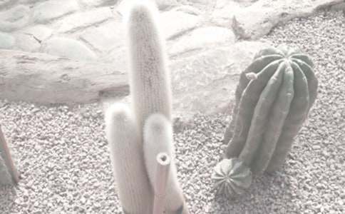 【优】春游植物园作文