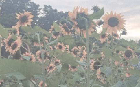 植物园春游作文