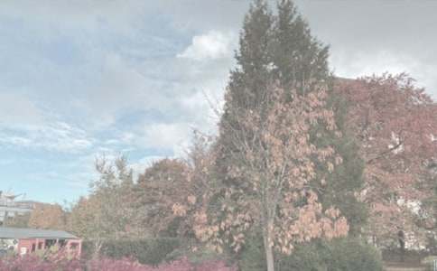 ��ʯֲ��԰��������