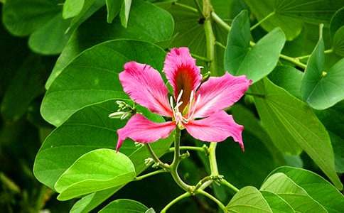 紫荆花作文500字五篇