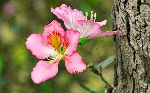 【推荐】紫荆花作文500字三篇