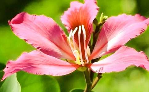 紫荆花作文500字合集7篇