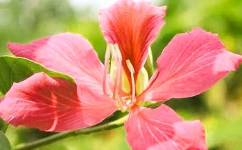 有关紫荆花作文500字4篇