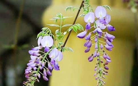 ����ѡ�����ٻ�����300��4ƪ