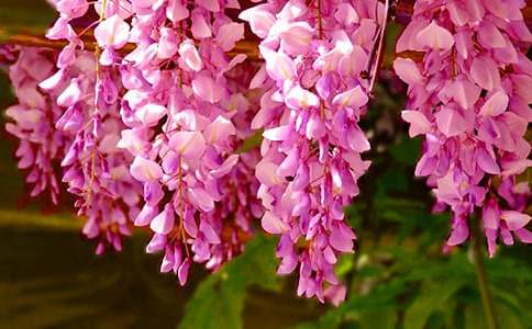 精选紫藤花作文600字4篇