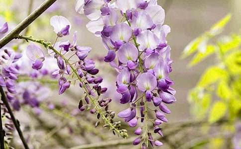 精选紫藤花的作文300字三篇