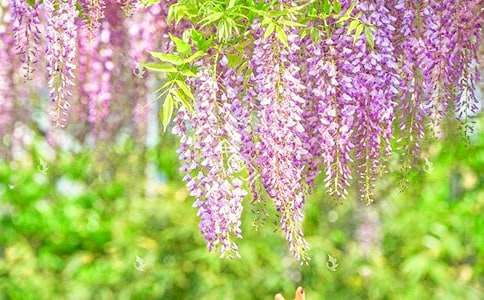 紫藤花作文600字四篇