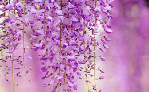 【精选】紫藤花作文300字四篇