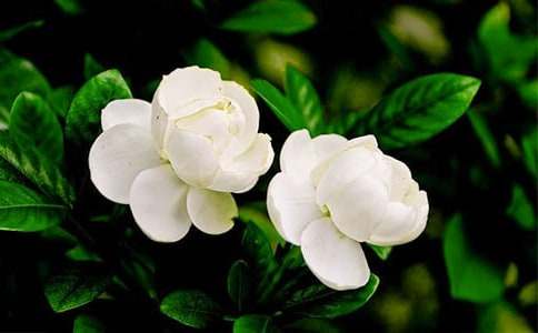 我的植物朋友茉莉花作文