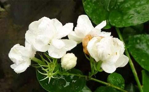 茉莉花植物作文