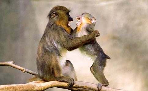 狒狒和狗睡前故事