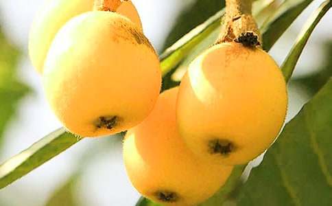 家乡的枇杷树作文