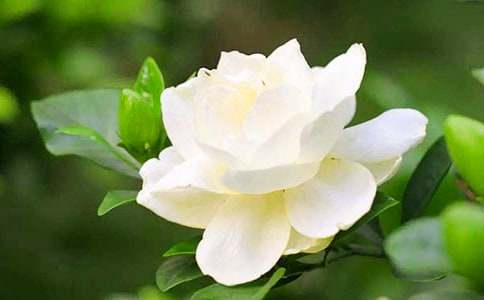 有关栀子花作文500字4篇