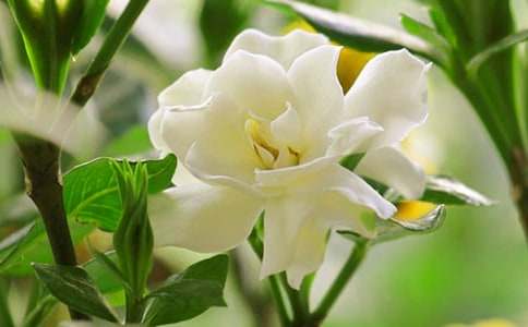 《栀子花开》观后感(通用6篇)