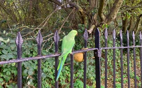 我的动物朋友鹦鹉作文(精选15篇)