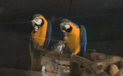 我的动物朋友鹦鹉作文经典(3篇)