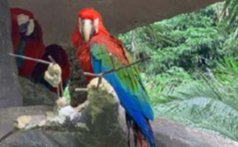 鹦鹉我的动物朋友作文集合15篇