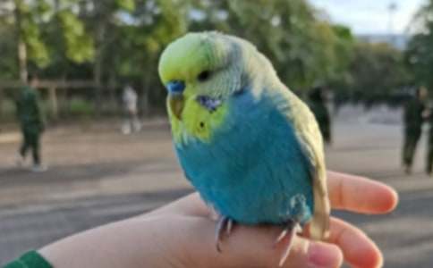 我的动物朋友鹦鹉作文【热】