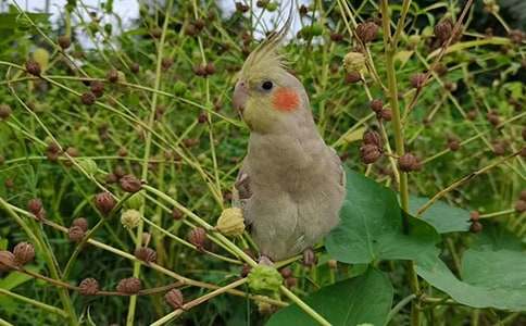 我的动物朋友小鹦鹉作文汇编5篇