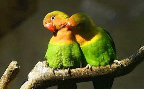 我的动物朋友鹦鹉作文【推荐】