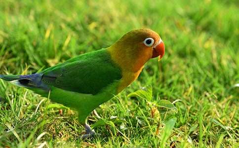 我的动物朋友鹦鹉作文(集锦15篇)