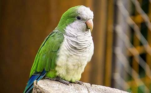 我的动物朋友鹦鹉作文15篇