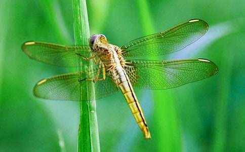 ��ִ������˯ǰ����