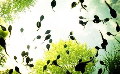 小班语言领域小蝌蚪找妈妈教案(精选6篇)